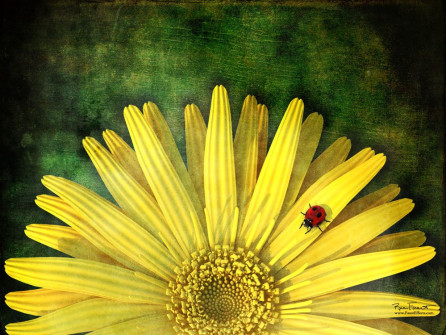 Yellow Daisy | A daisy on a green background with a lady bug on one of its petals
