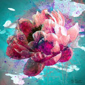 Flower Splash 2 | Second of two images of a peony using splashes an a geometric background