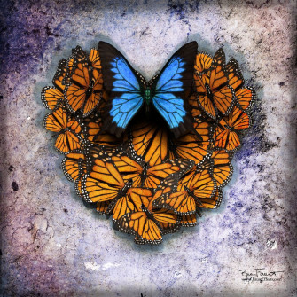 Heart Aflutter | Original Digital composite of different butterflies making a heart